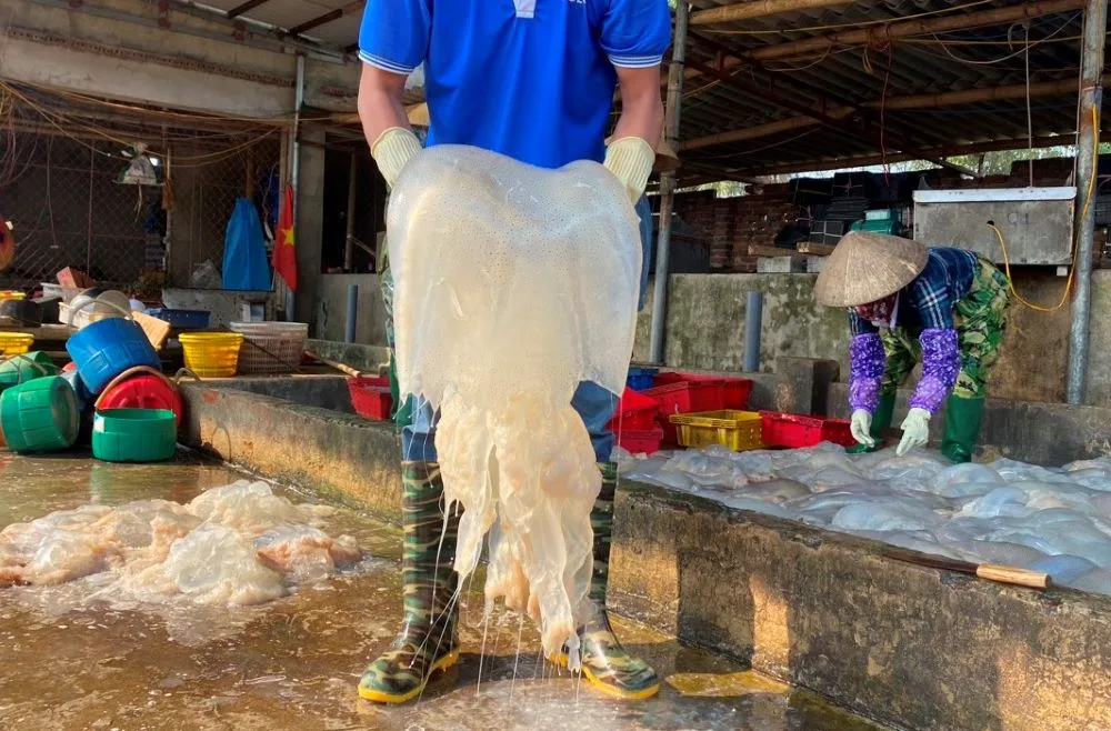 Sơ chế sứa biển tại cơ sở